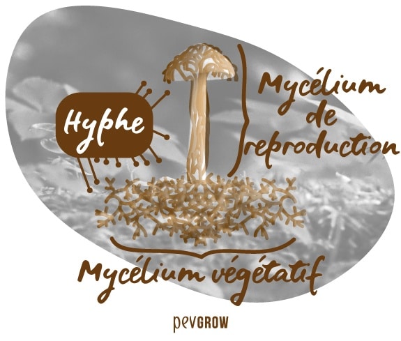 Image expliquant ce qu´est l'hyphe et le mycélium