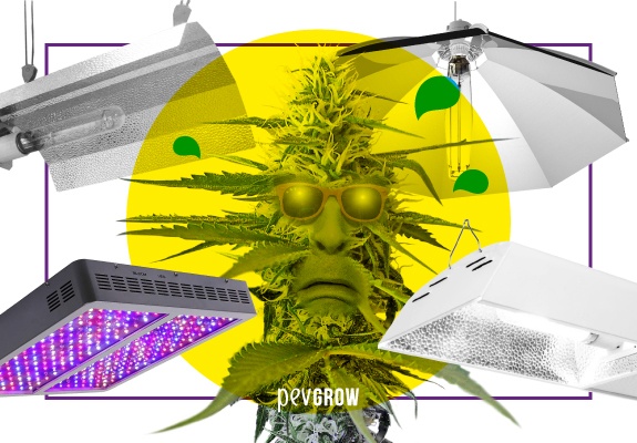 A cannabis plant with sunglasses sweats from the heat of various types of cultivation sites