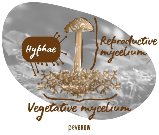 Image explaining what hyphae and mycelium are