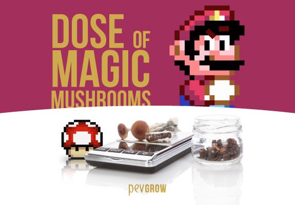 Dose of magic hallucinogenic mushrooms