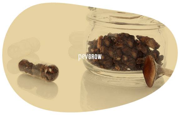 Imagem de cápsulas com microdoses de cogumelos alucinógenos de 0,1 grama de peso*