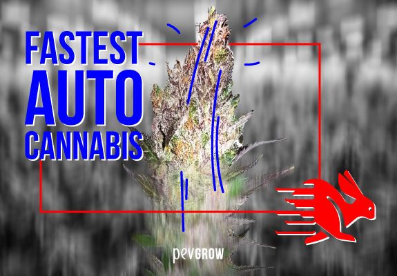 Fastest Autoflowering Cannabis