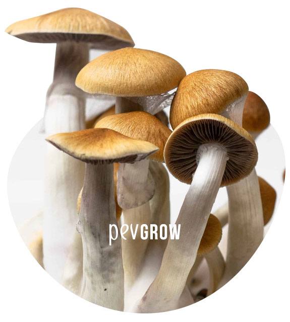 Magic mushrooms Hawaii*