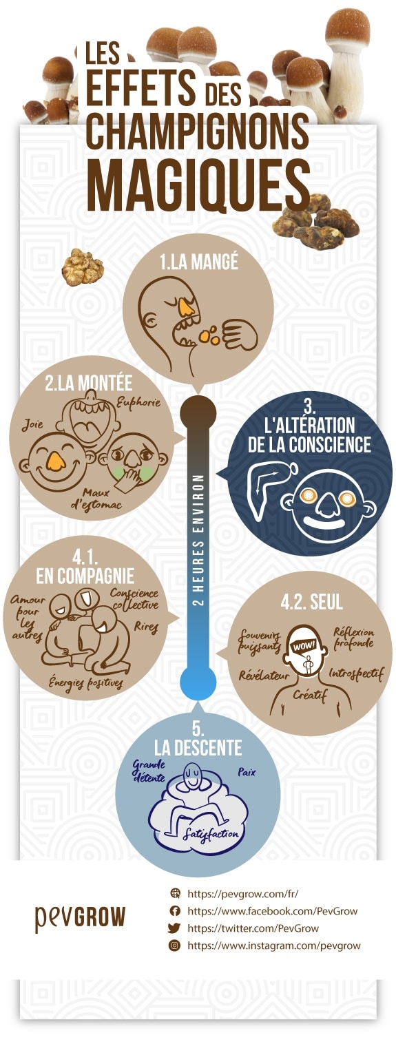 Infographie qui représente les différentes phases par lesquelles passe l'effet des champignons magiques*