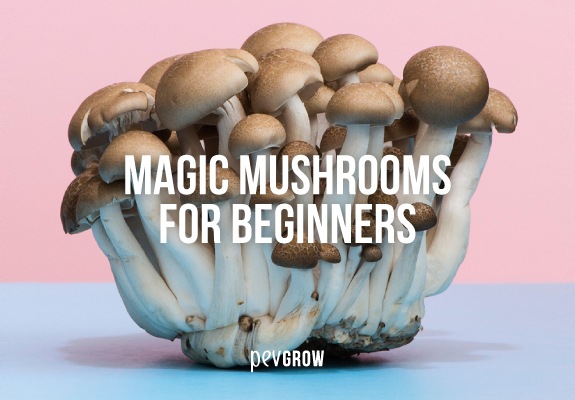 Magic Mushrooms: Guide for beginners