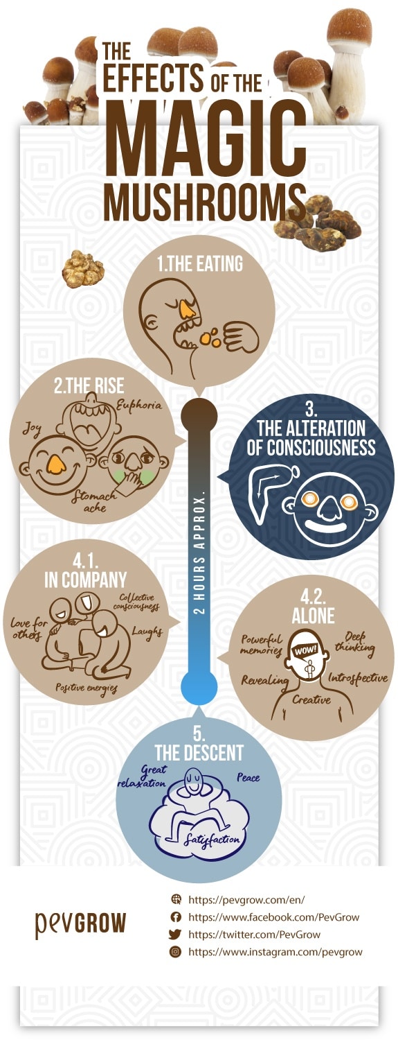 Infographic representing the different phases of magic mushrooms' effect*