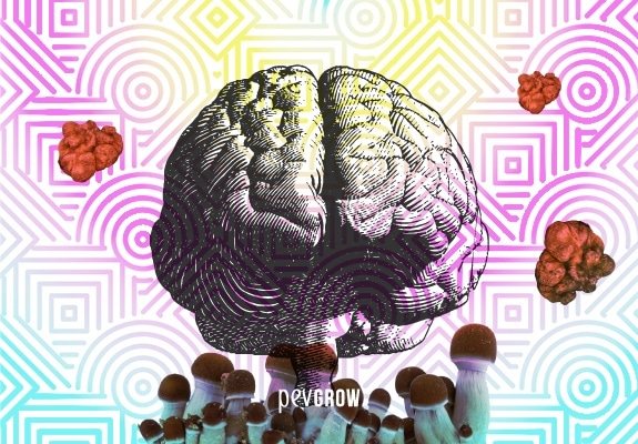 Engraving of a brain is superimposed on a psychedelic background surrounded by mushrooms and magic truffles