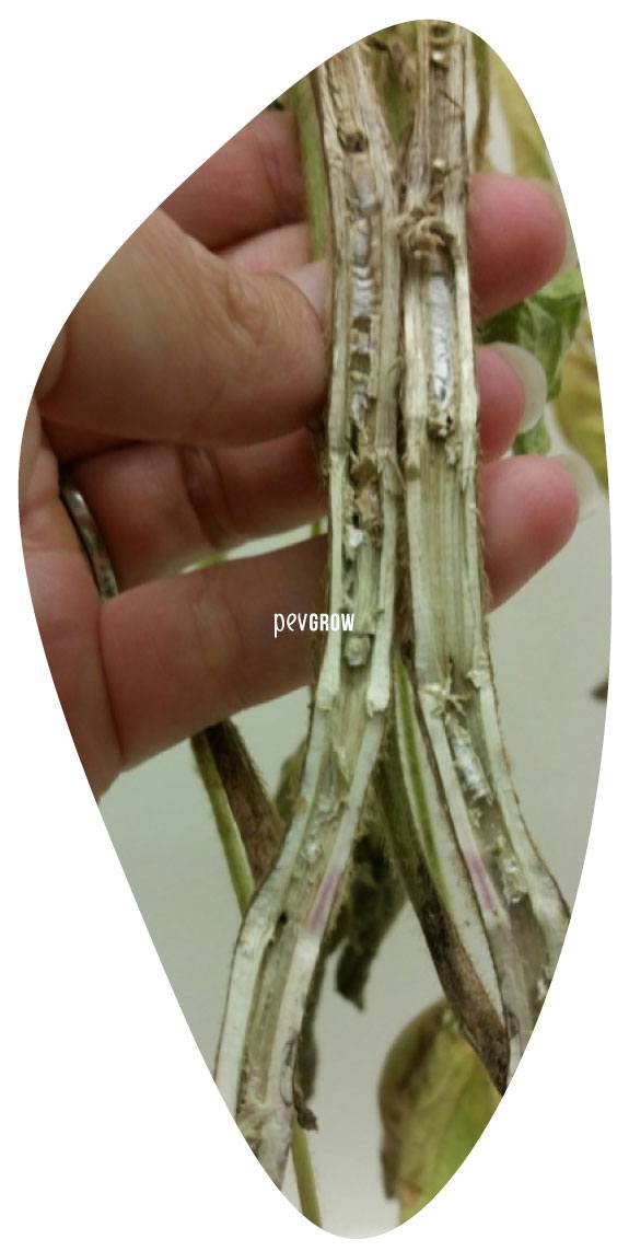 Image showing the damage caused by Fusarium*