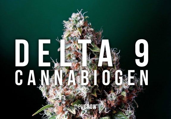 Photo of a beautiful cannabis plant with the name Delta 9 Cannabiogen written above