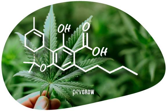 Image of THCA molecule*