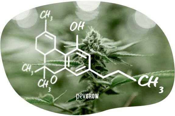 Image où l'on peut voir la structure chimique du THCV*