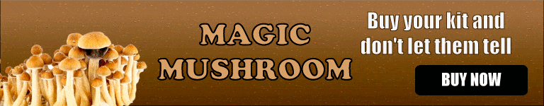Buy Magic Mushroom Kit