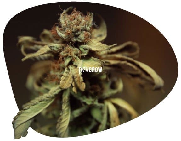 Image d'une plante de cannabis affectée par F. Solani