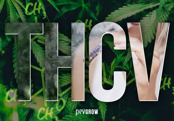 Lettres THCV écrites sur des feuilles de cannabis.