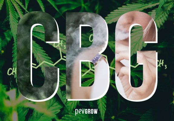 Grandes letras CBG sobre una planta de marihuana