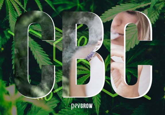 Letras CBC sobre una planta de marihuana