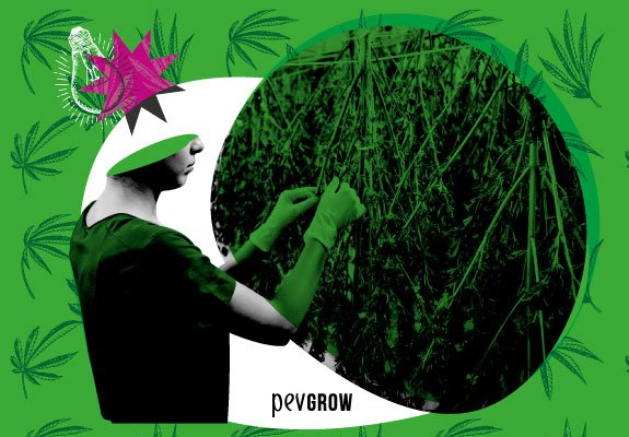 Cannabis Harvest, all the information