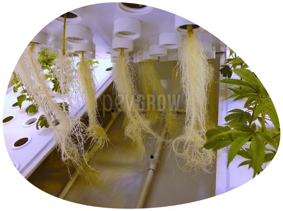Photo de la vue intérieure d'une culture aéroponique où l'on peut voir les racines dans l'air*