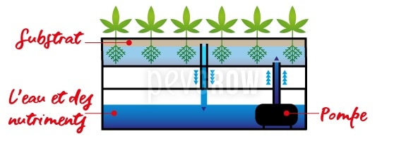 Image d'une conception graphique représentant le fonctionnement d'une culture hydroponique*.