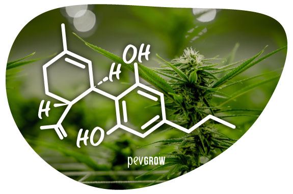 Image of CBDV molecule*