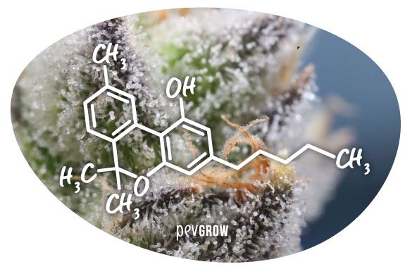 Image of the CBN molecule*