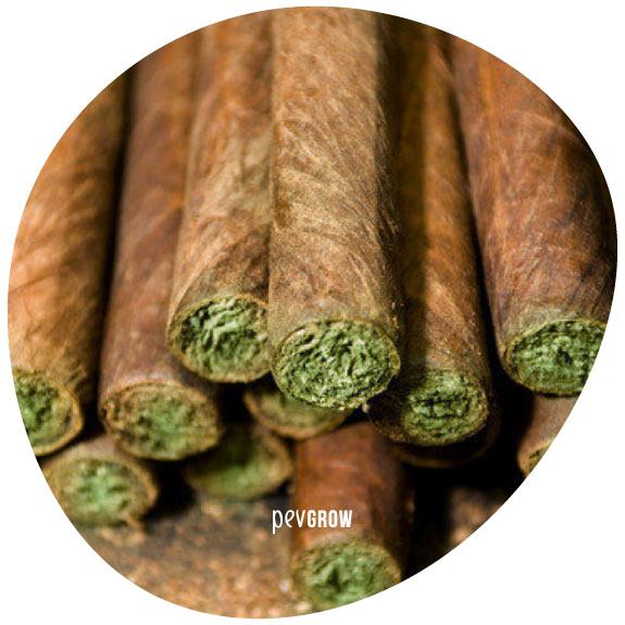 TOUT SAVOIR SUR LES BLUNTS : FEUILLE A ROULER A BASE DE CHANVRE 