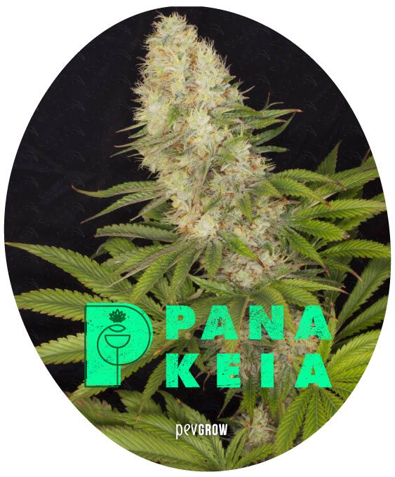Imagen del cogollo superior de la variedad Panakeia* Imagen del cogollo superior de la variedad Panakeia*