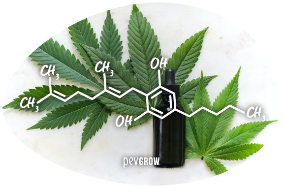 Image de la molécule du Cannabigérol