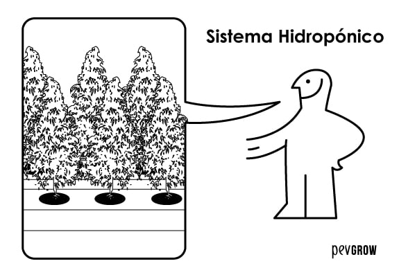 Hidroponía, la fórmula 1 del cultivo de yerba