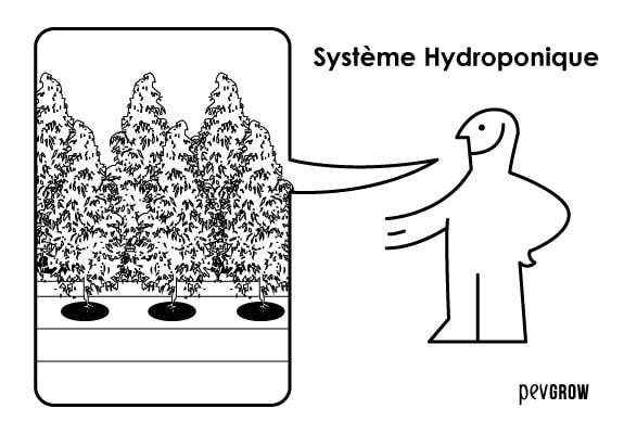 Hydroponie, la formule nº1 de la culture de la weed