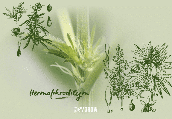 Detail of hermaphrodite marijuana plant with cannabis prints and sexual parts