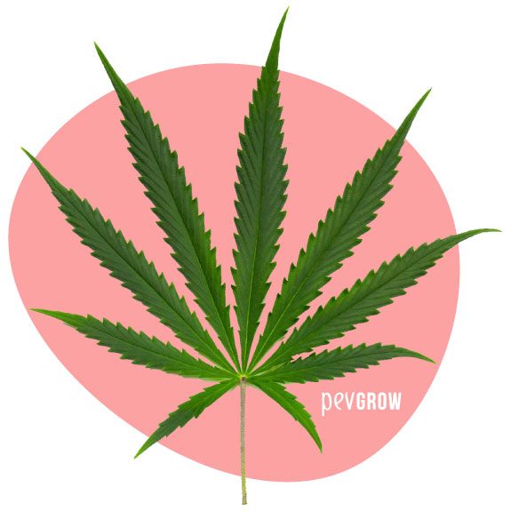Photograph of a sativa cannabis leaf*