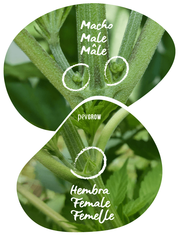 Fotografía donde se pueden apreciar los distintos sexos de las plantas de cannabis*