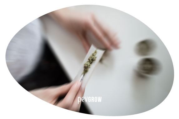 Photo showing hands rolling a joint at full speed*