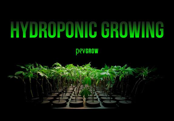 Indoor Hydroponic Cannabis Growing