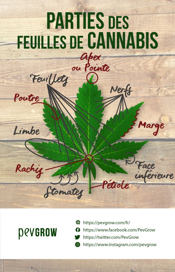 Image d'un contour indiquant les différentes parties qui composent une feuille de cannabis*