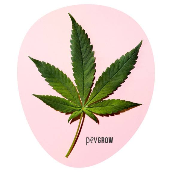 Immagine di una foglia di cannabis indica *