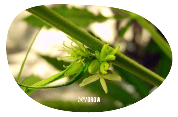 Bild einer intersexuellen Cannabispflanze mit einer männlichen und einer weiblichen Blüte*