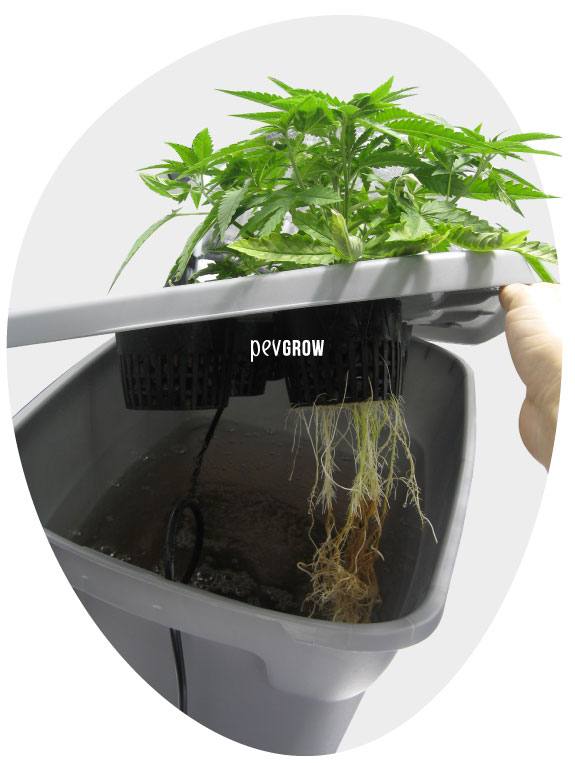 Growing Marijuana Hydroponically Indoors Using Water