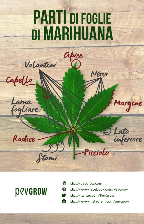 Diagramma che indica le diverse parti che compongono una foglia di cannabis *