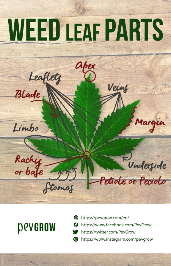 Picture of a diagram showing the different parts that make up a cannabis leaf*