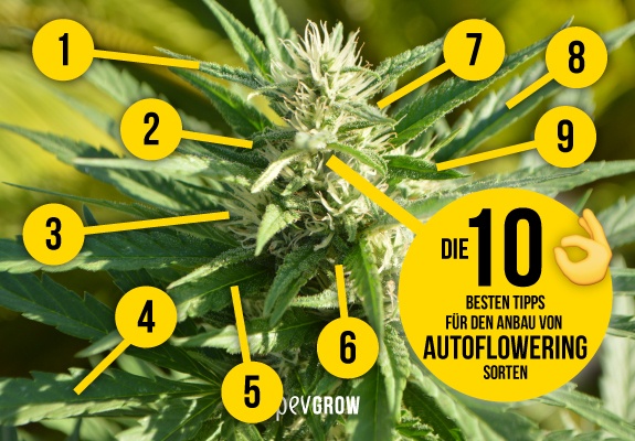 Autoflowering Cannabissorten anbauen
