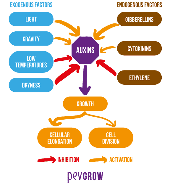 The specific effects of auxins on plants