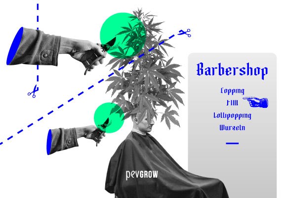Bild, das einen Friseur darstellt, der bereit ist, eine Cannabispflanze zu beschneiden
