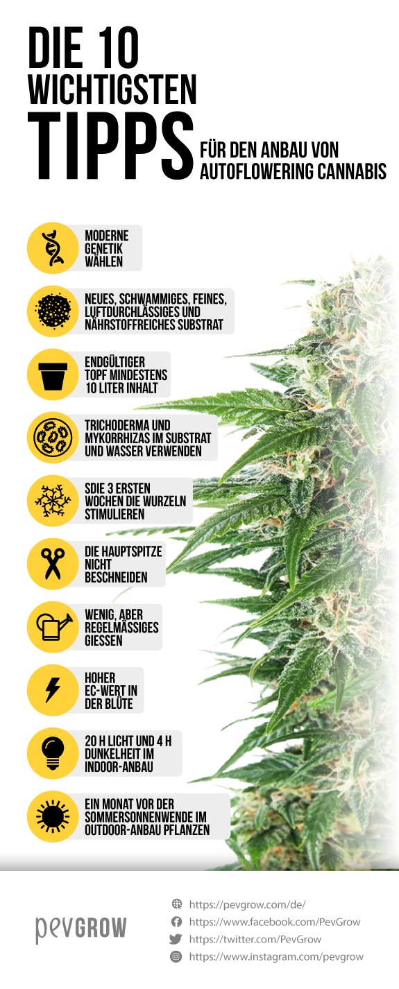 Infografik, die den besten Weg darstellt, um autoflowering Cannabis anzubauen*
