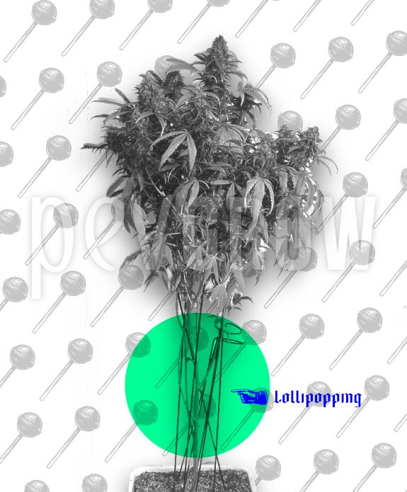 Foto eines Indoor-Anbaus von Cannabis, bei dem die Lollipopping-Technik angewendet wurde*