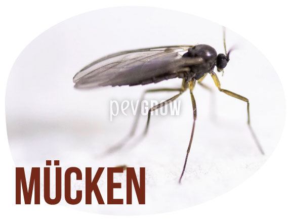Bild einer Sciaridae-Mücke auf einem Pilzhut*