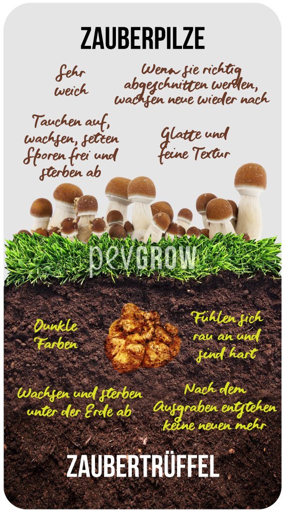 Dieses Bild stellt die Unterschiede zwischen magischen Trüffeln und Pilzen dar*