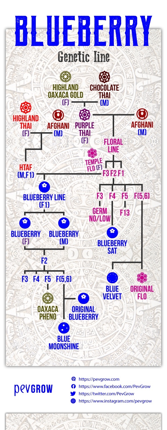 Blueberry genetic line*