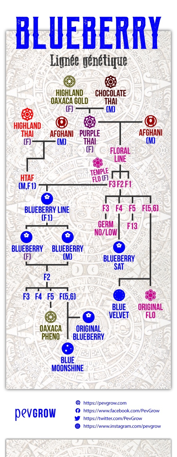 Lignée génétique de Blueberry*